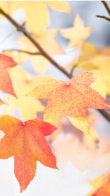 den Herbst des Lebens geniessen bunte herbstliche Blätter an einem Zweig